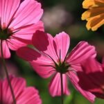 "Picture Perfect: How Photography Can Change Your Perspective"