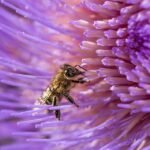 "Through the Lens: Exploring the Beauty of Landscape Photography"