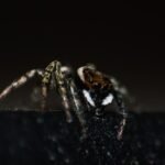 "Unleashing Your Creativity: The Benefits of Photography"